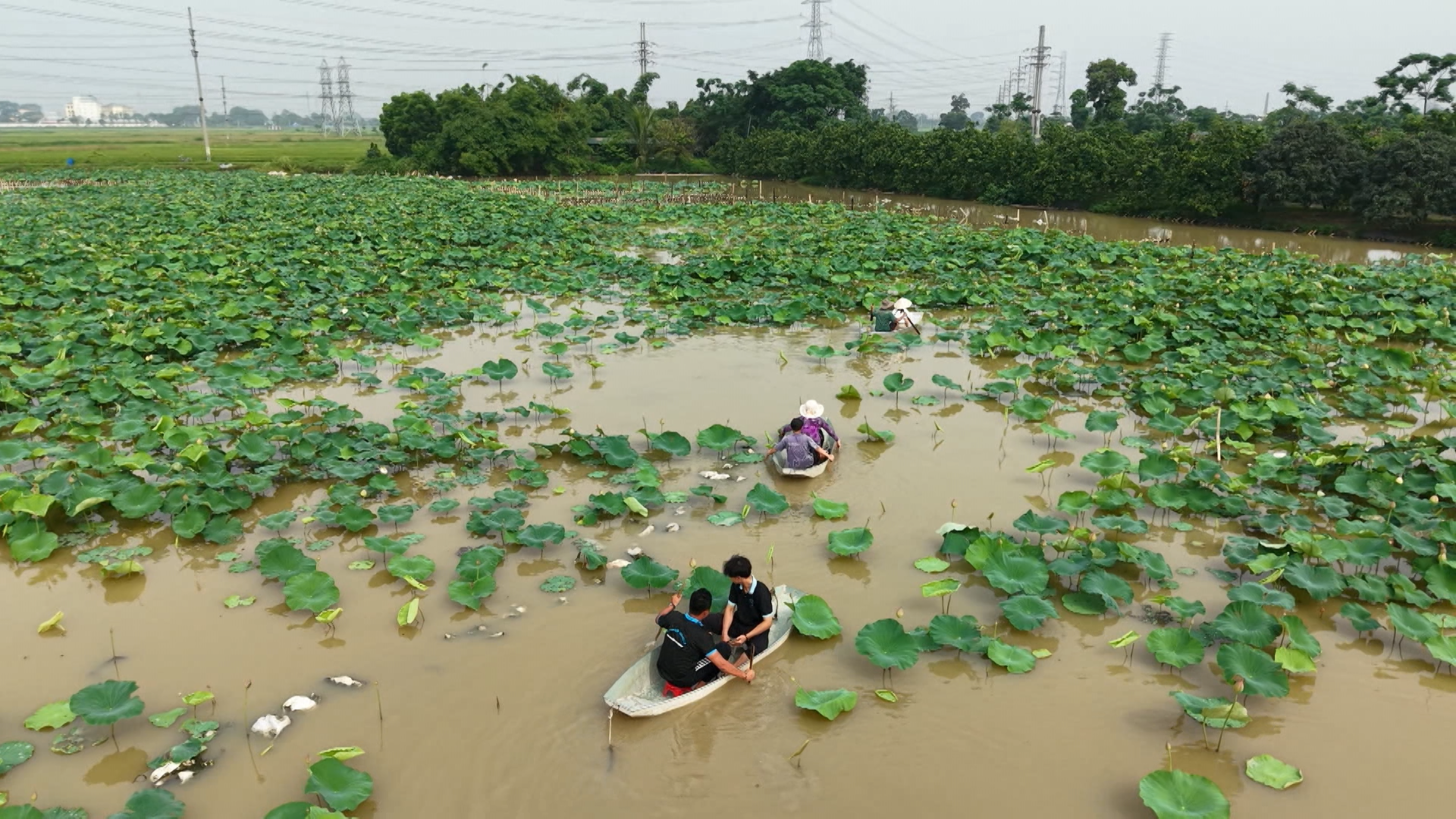 Phát triển các loại cây trồng giá trị cao | Nông nghiệp Nông thôn | 19/06/2025