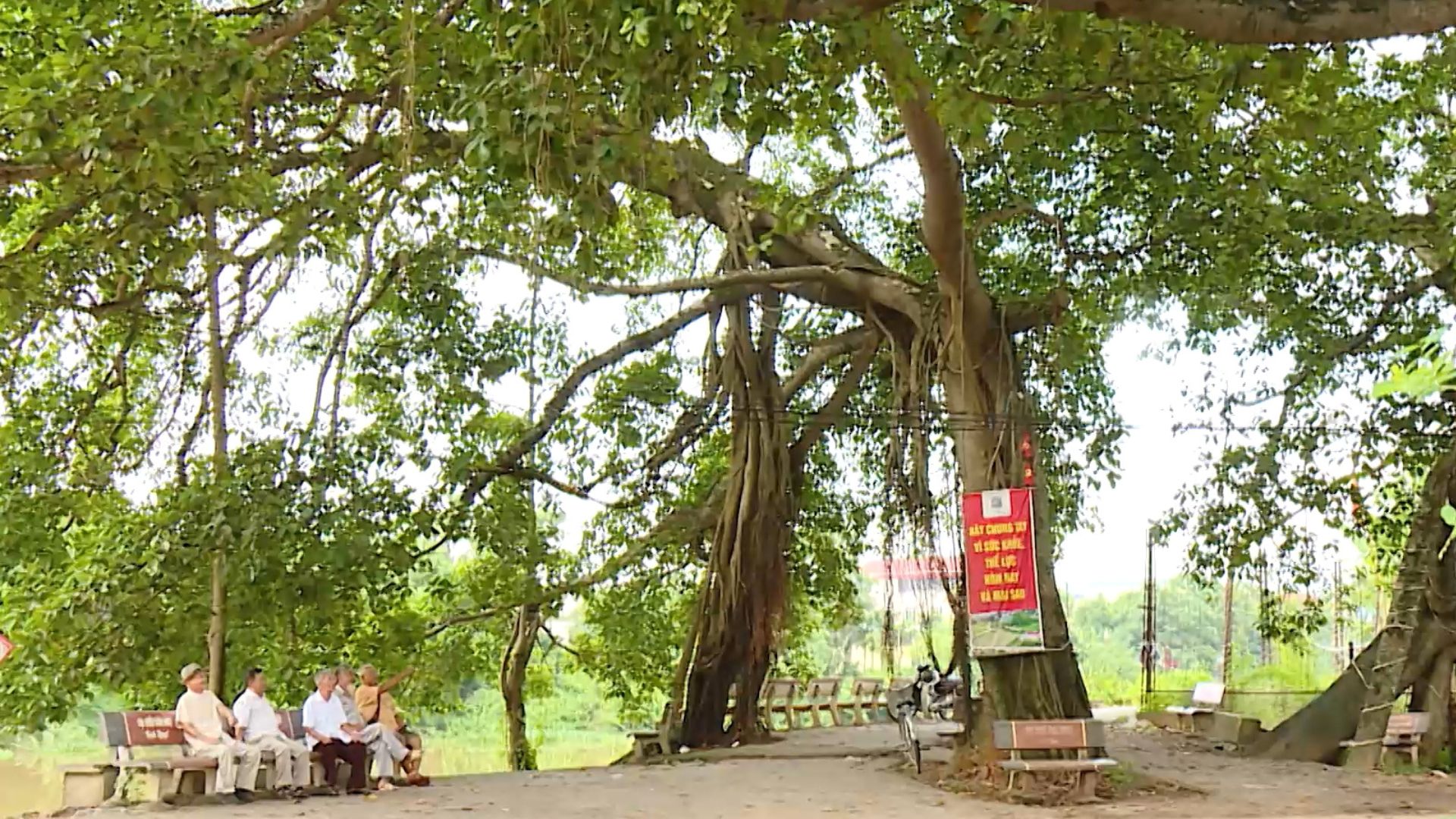 Cây đa 9 gốc – di sản xanh của xã Hạ Bằng