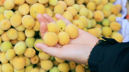 Mùa mơ ở Hà Nội | Người Hà Nội | 06/07/2025