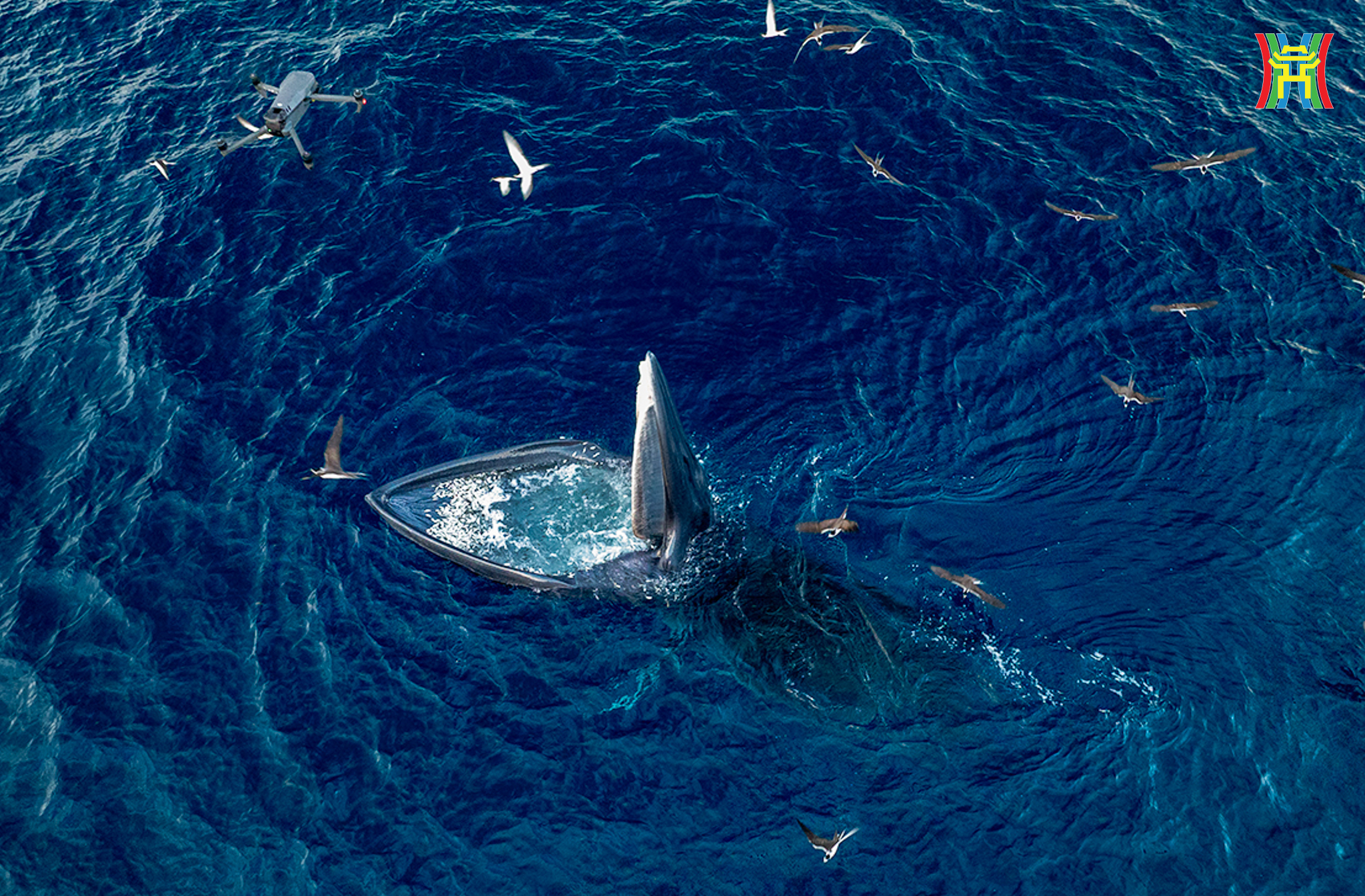 Đài PTTH Hà Nội