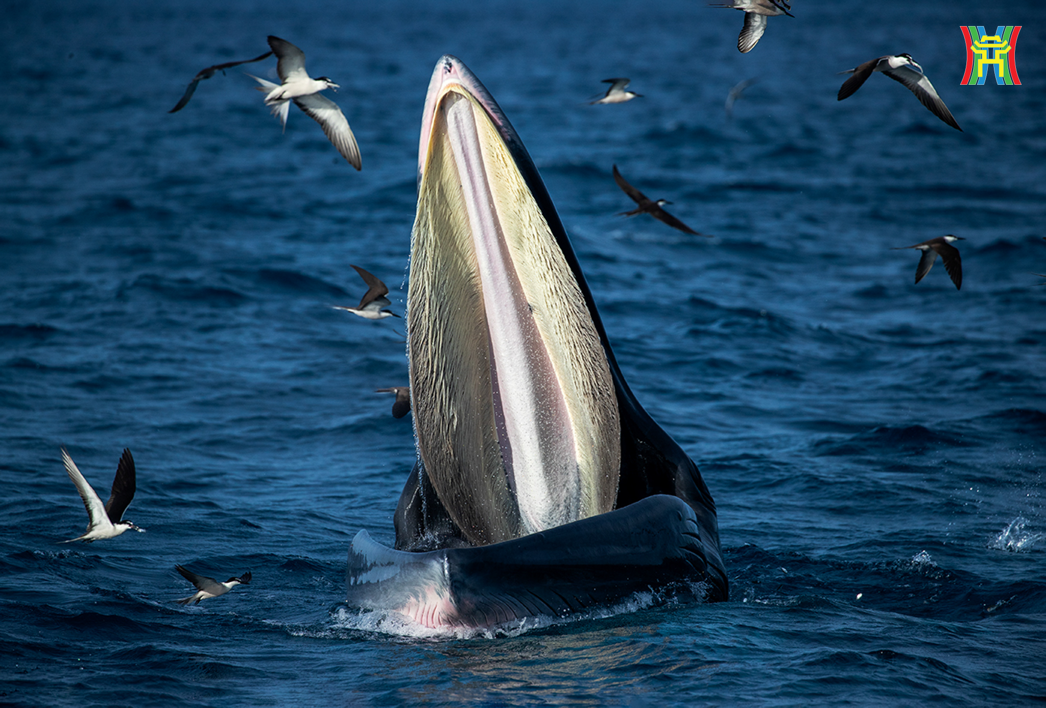 Đài PTTH Hà Nội