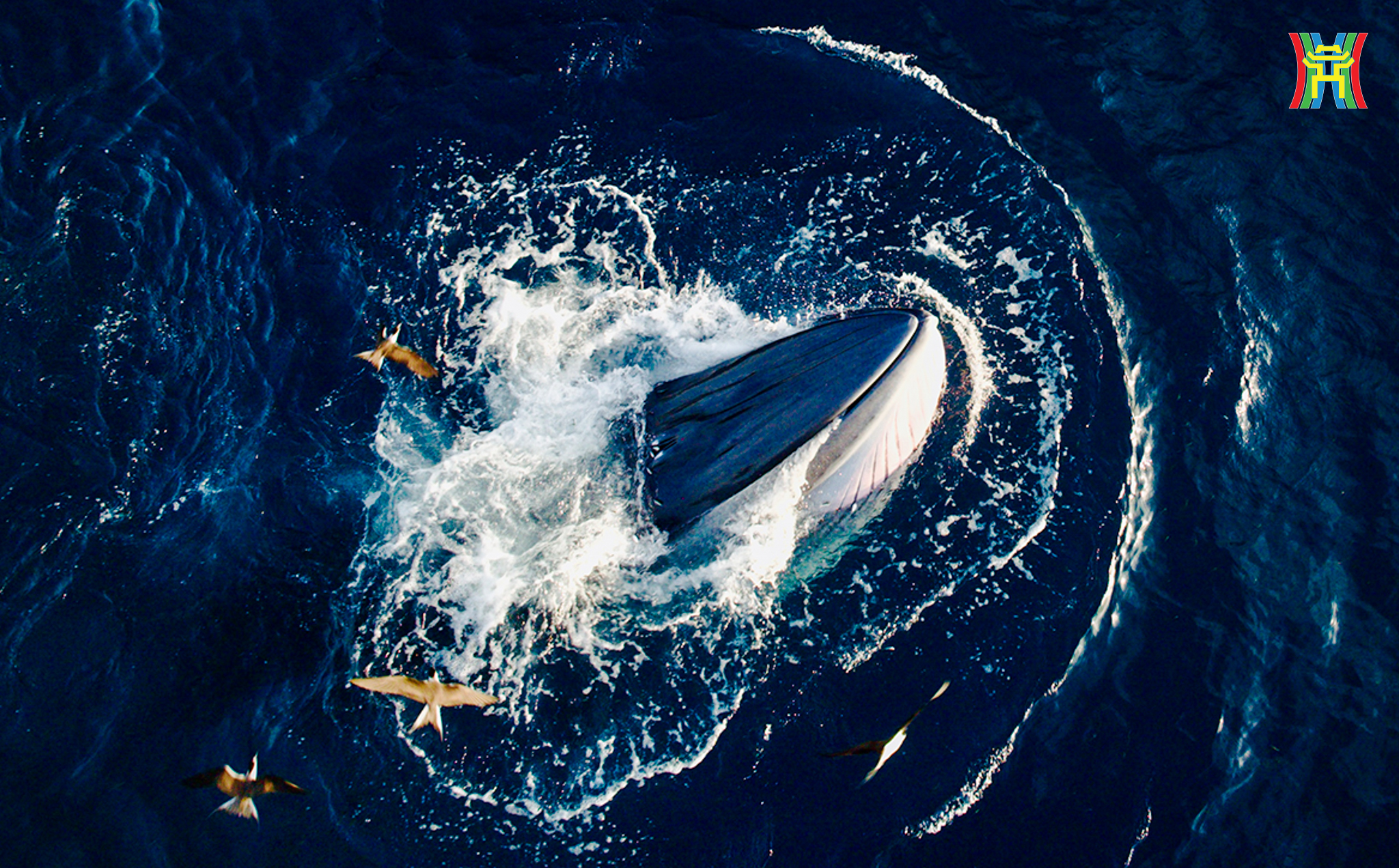 Đài PTTH Hà Nội