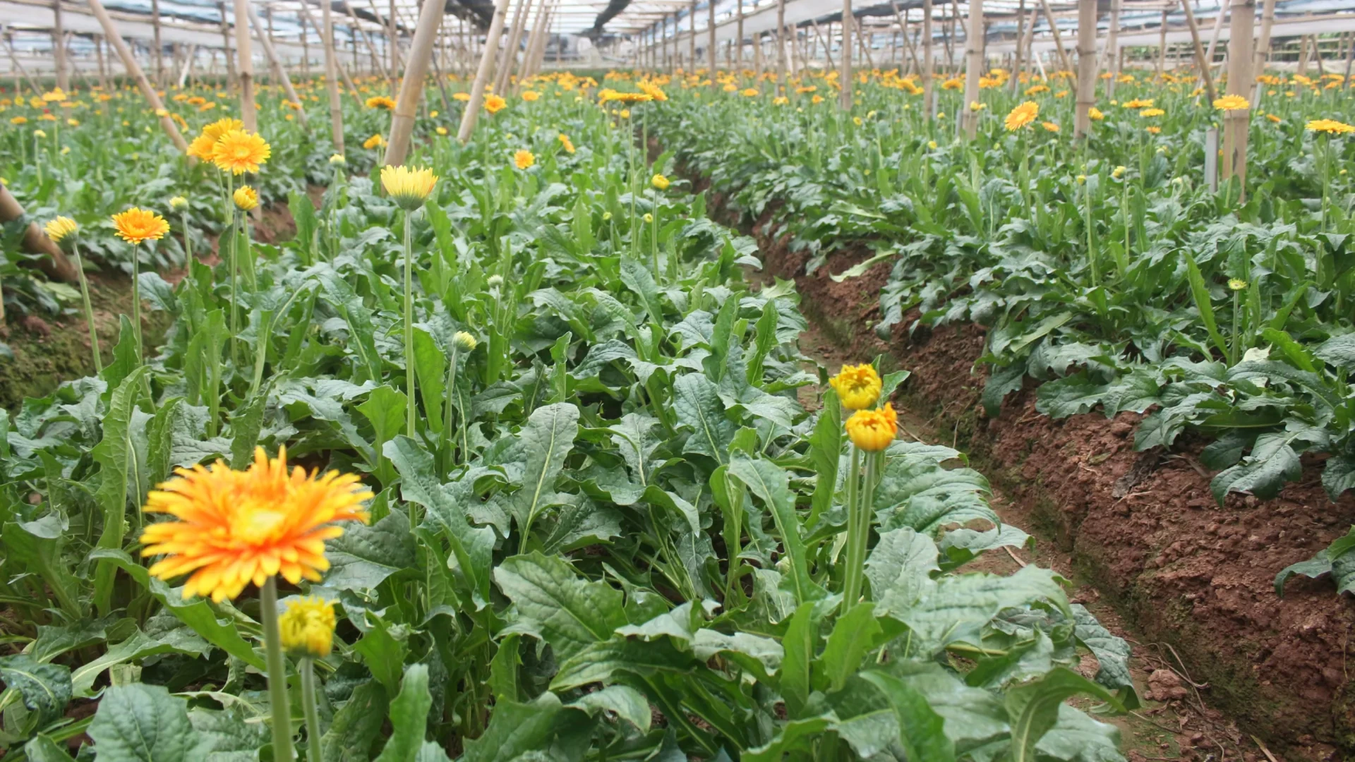 Hoa đồng tiền Đan Phượng | Mỗi xã một sản phẩm | 07/07/2025