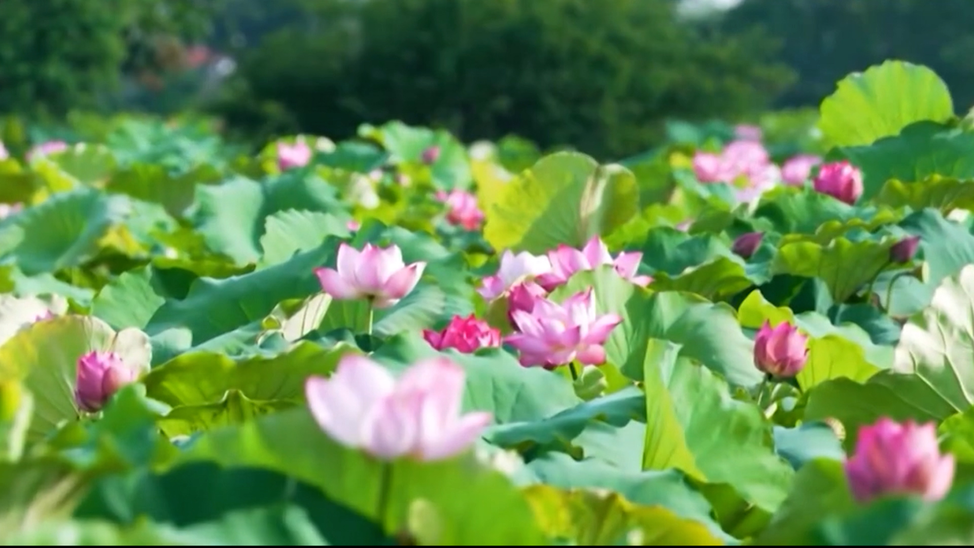 Hà Nội nâng tầm giá trị cây sen
